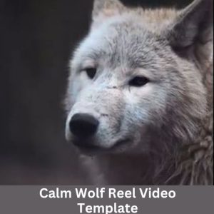 Calm Wolf Reel Video Template