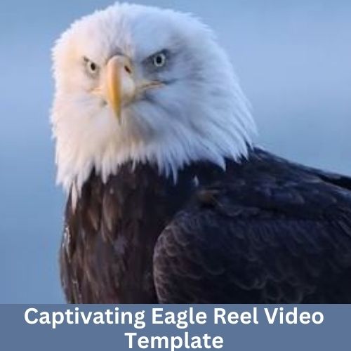 Captivating Eagle Reel Video Template