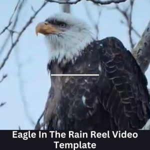 Eagle In The Rain Reel Video Template