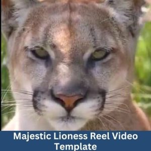 Majestic Lioness Reel Video Template
