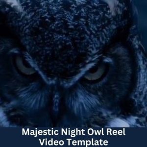 Majestic Night Owl Reel Video Template