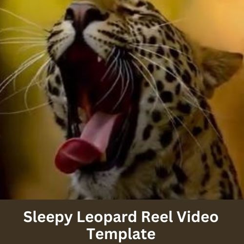 Sleepy Leopard Reel Video Template