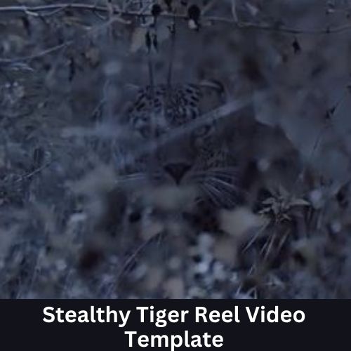 Stealthy Tiger Reel Video Template
