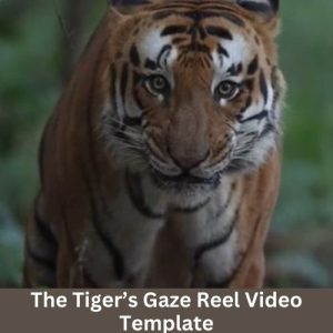 Tiger's Gaze Reel Video Template
