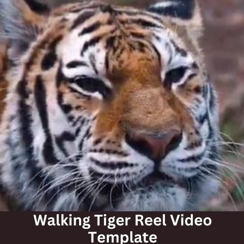Walking Tiger Reel Video Template