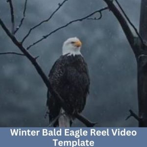 Winter Bald Eagle Reel Video Template