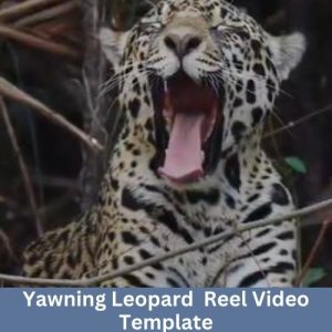 Yawning Leopard Reel Video Template